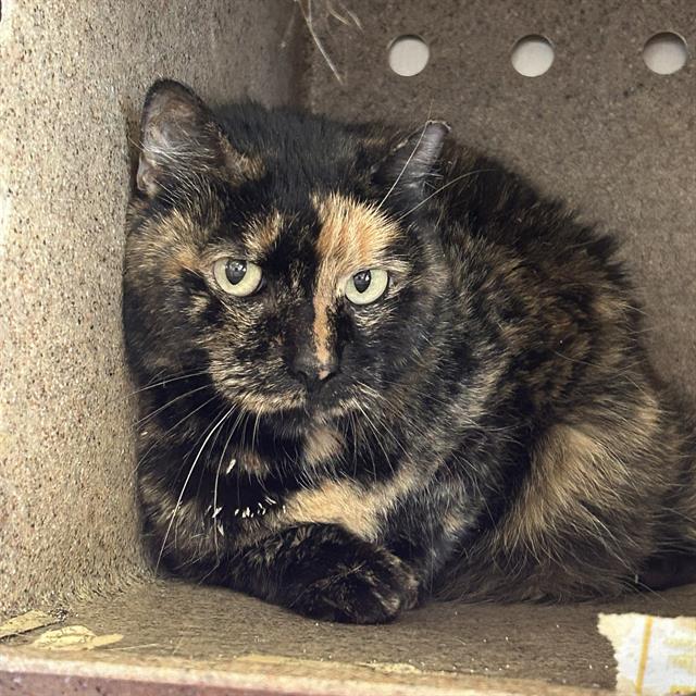 Shelter Stray Female Cat last seen Near BLOCK MAVERICK PASS, 4710 TX-151, San Antonio, TX 78227, USA