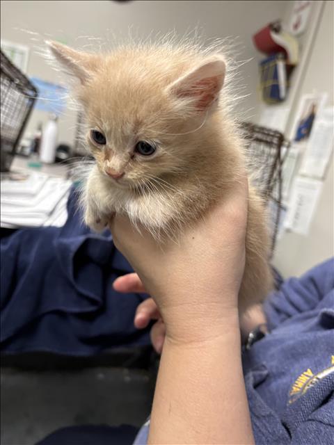 Shelter Stray Male Cat last seen , West Valley Animal Shelter, 20655 Plummer St, Chatsworth, CA 91311, USA