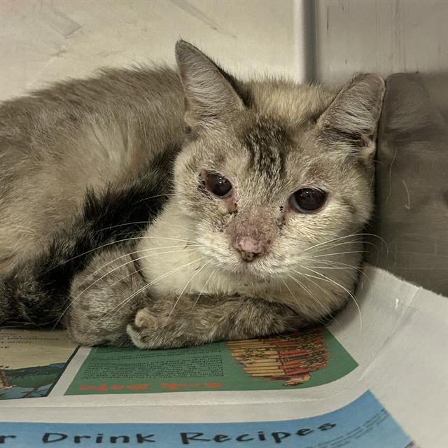 Shelter Stray Female Cat last seen , 4710 TX-151, San Antonio, TX 78227, USA