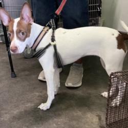 Shelter Stray Female Dog last seen , 1850 W 60th St, Los Angeles, CA 90047, USA