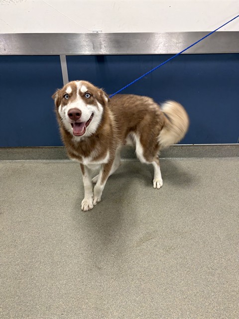 Shelter Stray Male Dog last seen Near BLOCK SW 35TH ST, 3599 NW 79th Ave, Doral, FL 33122, USA