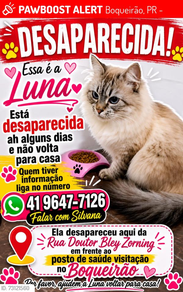 Lost Female Cat last seen Paulo Setúbal, frente aonposto de saúde visitação, Boqueirão, PR 81750-430