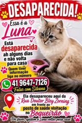 Lost Female Cat last seen Paulo Setúbal, frente aonposto de saúde visitação, Boqueirão, PR 81750-430