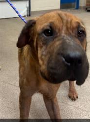 Shelter Stray Male Dog last seen , 1601 Airport Rd, Shelby, NC 28150, USA