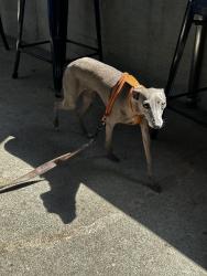 Reunited Female Dog last seen E First St, Newport Ave, Tustin, CA 92780
