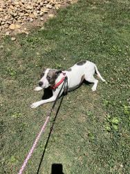 Lost Male Dog last seen Cloud springs Rd, Rossville, GA 30741