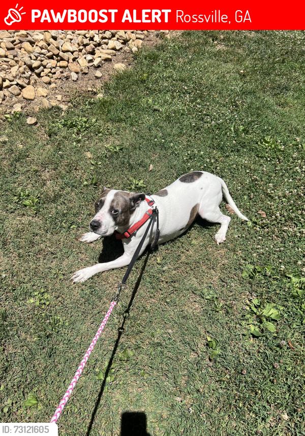 Lost Male Dog last seen Cloud springs Rd, Rossville, GA 30741