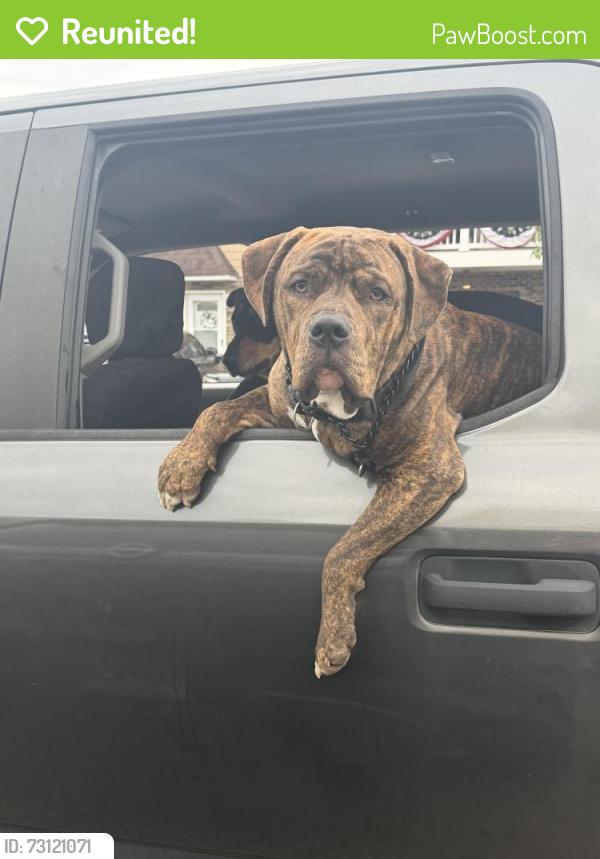 Reunited Male Dog last seen Lightcap Rd and Possum Hollow, Pottstown, PA 19464
