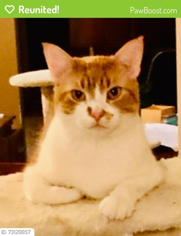 Reunited Male Cat last seen Autumn Creek Park Bend Dr, Friendswood, TX 77546