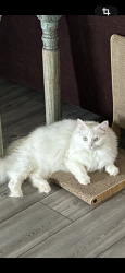 Reunited Female Cat last seen Ovilla Rd, Waxahachie, TX 75167