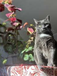 Lost Female Cat last seen N Montana Ave. & Pennsylvania St., Casper, WY 82609