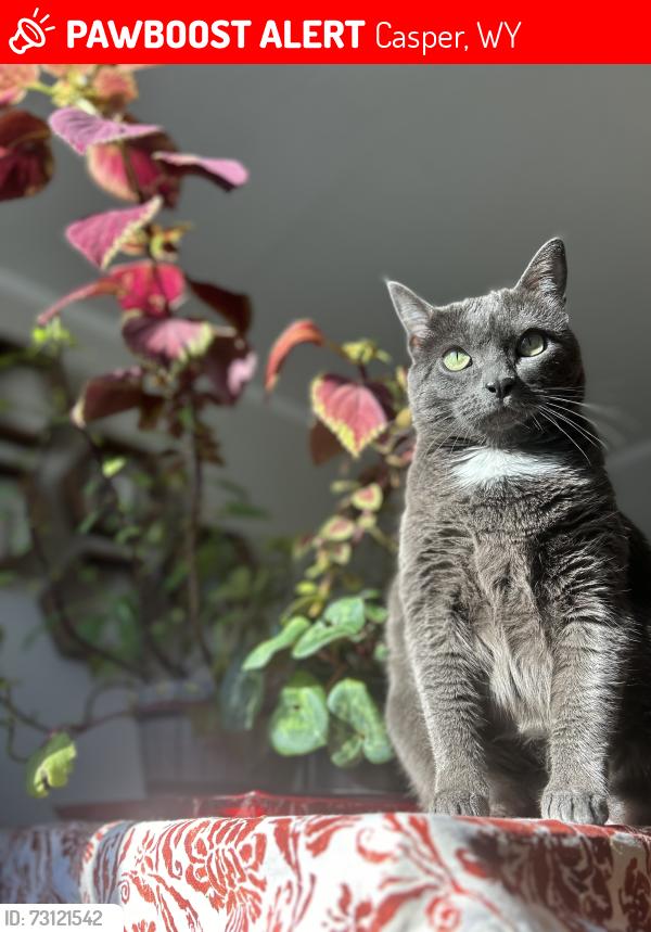 Lost Female Cat last seen N Montana Ave. & Pennsylvania St., Casper, WY 82609