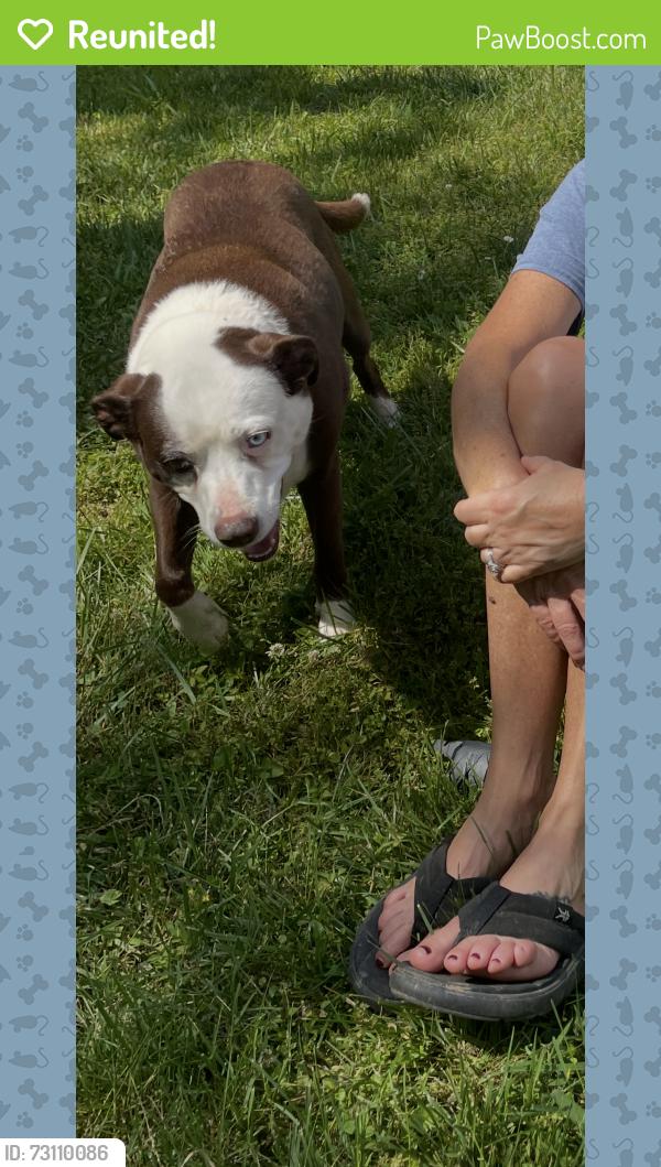 Reunited Female Dog last seen Near hwy 129, Hiawassee, GA 30546