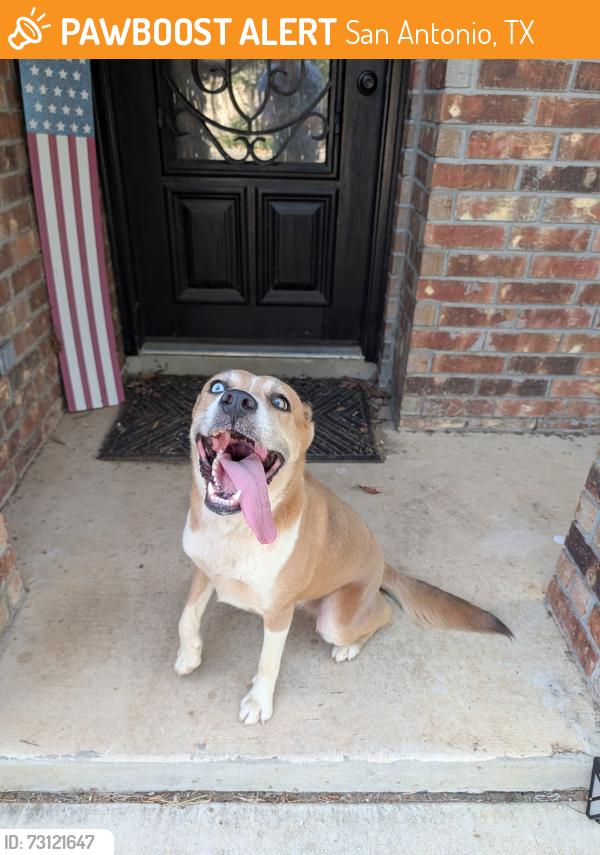 Found/Stray Female Dog last seen Blue rock springs sub division, San Antonio, TX 78222