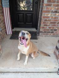 Found/Stray Female Dog last seen Blue rock springs sub division, San Antonio, TX 78222