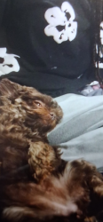 Reunited Female Dog last seen N Pueblo Blvd & Pumpkin Ln, Henderson, NV 89015