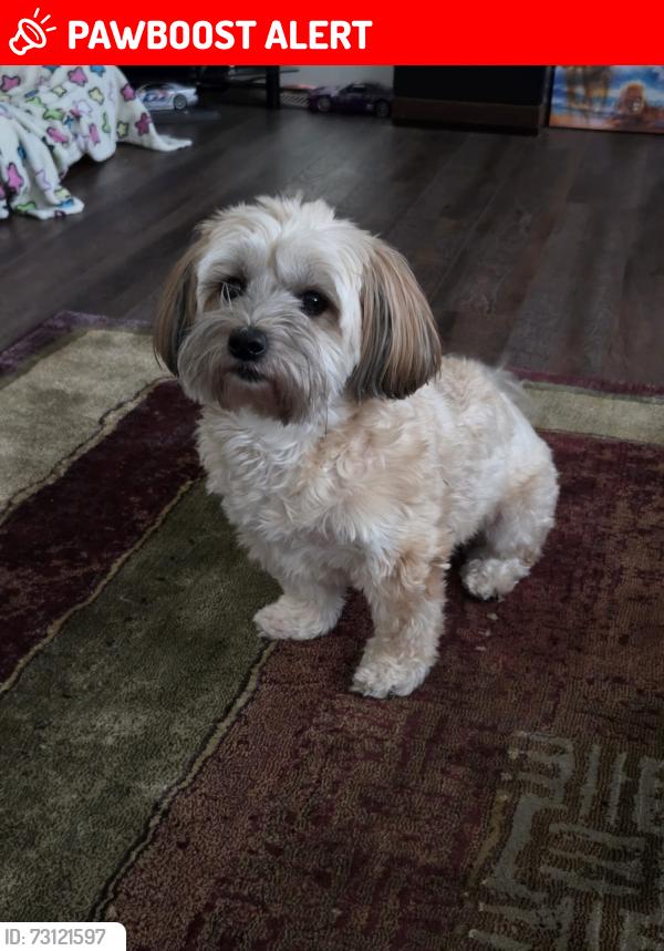 Lost Female Dog last seen Kinniburgh blvd and kinniburgh road, Chestermere, AB T1X 2S7