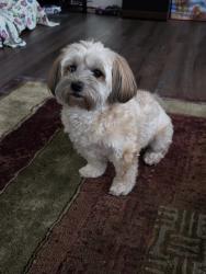 Lost Female Dog last seen Kinniburgh blvd and kinniburgh road, Chestermere, AB T1X 2S7
