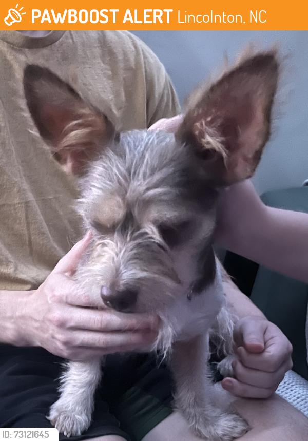 Found/Stray Female Dog last seen Georgetown Rd, Lincolnton, NC 28092