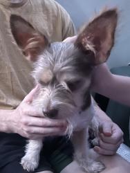 Found/Stray Female Dog last seen Georgetown Rd, Lincolnton, NC 28092