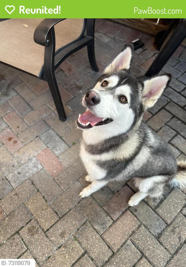 Reunited Female Dog last seen Mason and Rock Canyon, Valero station., S Mason Rd, TX 77450