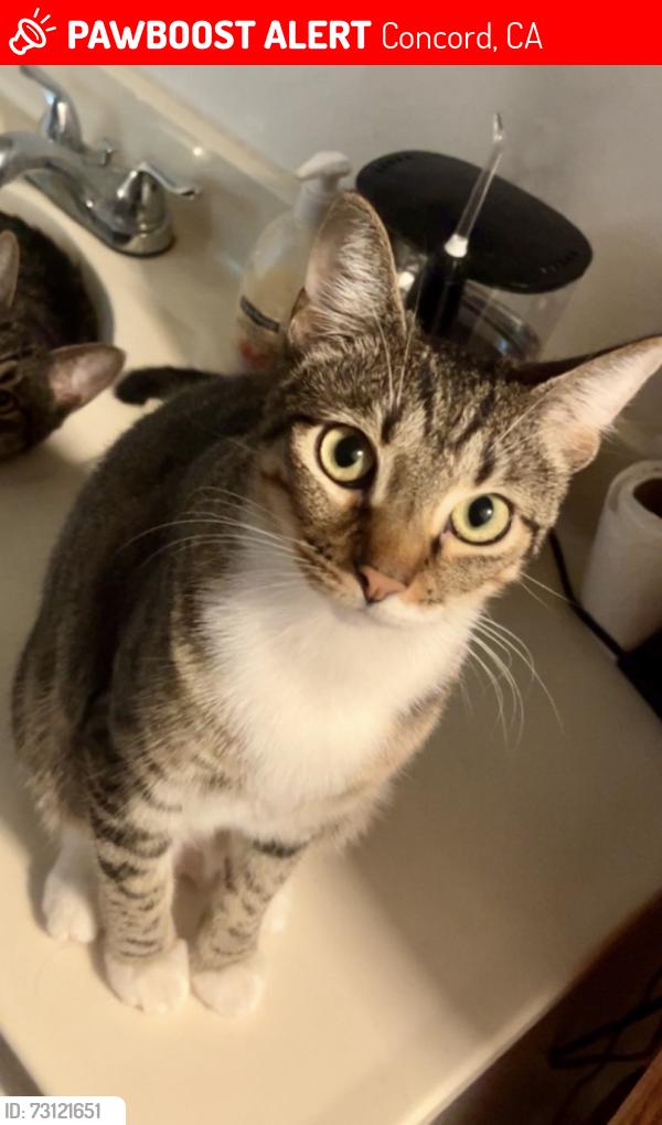 Lost Female Cat last seen Maria Ave and Clayton Rd, Concord, CA 94519