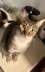 Lost Female Cat last seen Maria Ave and Clayton Rd, Concord, CA 94519