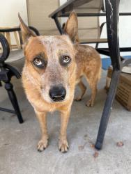 Found/Stray Male Dog last seen Walnut & Riverside Dr., Chino, CA 91710