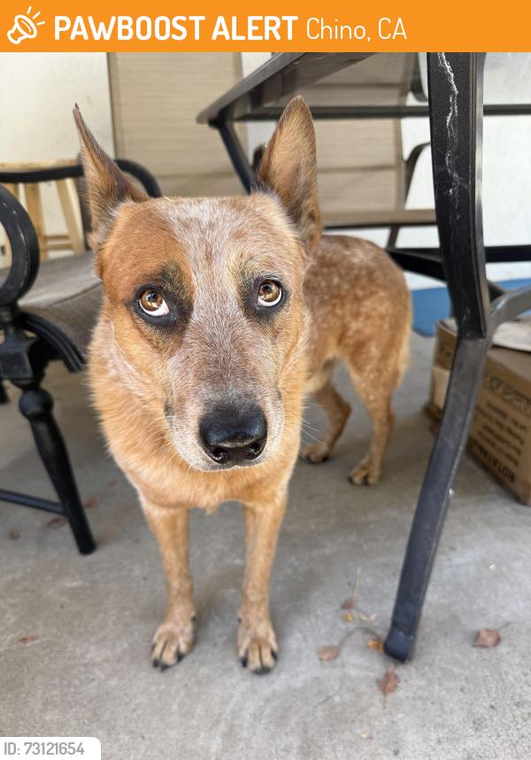 Found/Stray Male Dog last seen Walnut & Riverside Dr., Chino, CA 91710