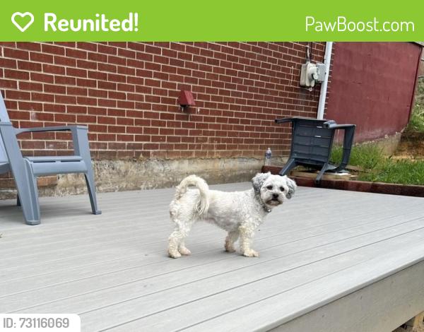 Reunited Female Dog last seen Pomeroy rd Salem VA 24153, Salem, VA 24153