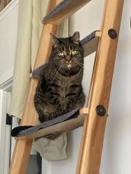 Reunited Female Cat last seen 4th Ave and Freeport Blvd, Sacramento, CA 95818