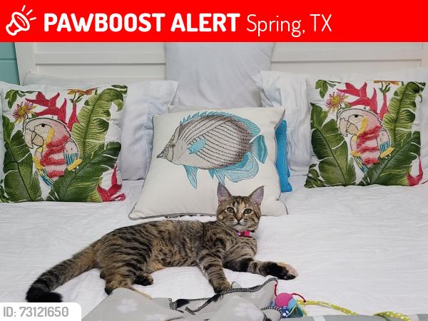 Lost Female Cat last seen Lake Woodlands and W. Panther Creek, Spring, TX 77381