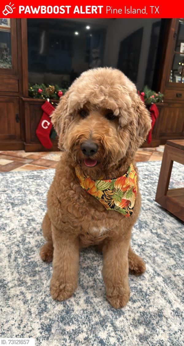 Lost Female Dog last seen Frey rd, Pine Island, TX 77445