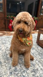 Lost Female Dog last seen Frey rd, Pine Island, TX 77445
