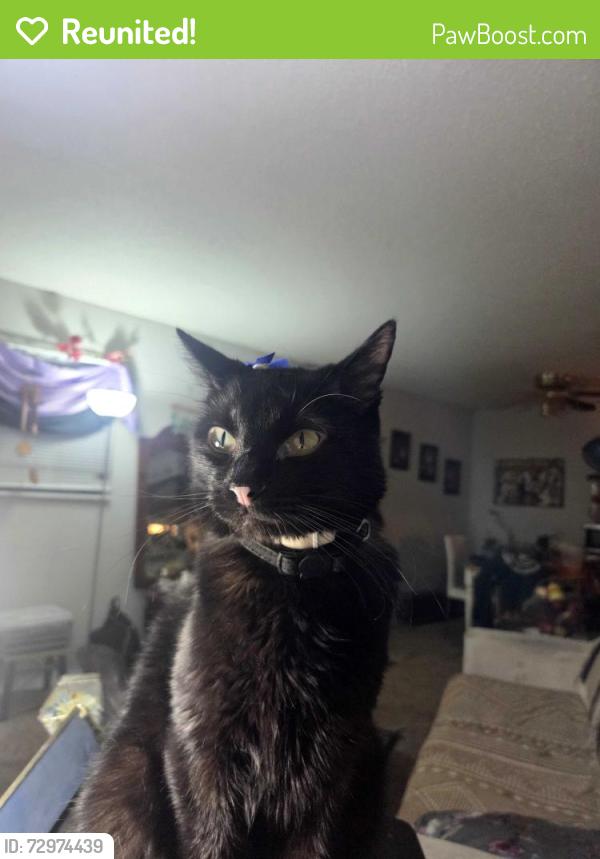 Reunited Female Cat last seen Sams wholesale on NW 39th. & May, Oklahoma City, OK 73112