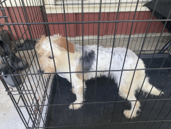 Found/Stray Unknown Dog last seen The Trowbridge Village at 14031 Hargrave Rd., Houston, TX 77070