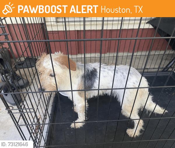 Found/Stray Unknown Dog last seen The Trowbridge Village at 14031 Hargrave Rd., Houston, TX 77070