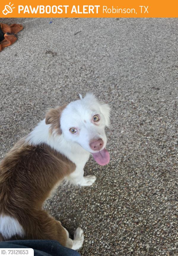 Found/Stray Male Dog last seen slurry ridge dr, Robinson, TX 76706