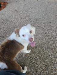Found/Stray Male Dog last seen slurry ridge dr, Robinson, TX 76706