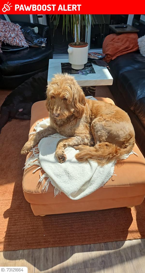 Lost Female Dog last seen DL1 3PN, Darlington, England DL1 3PN
