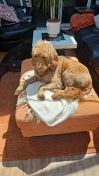 Lost Female Dog last seen DL1 3PN, Darlington, England DL1 3PN