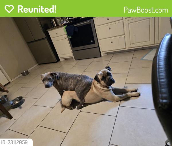 Reunited Male Dog last seen Fordham and Detroit, Lubbock, TX 79416