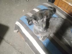 Lost Female Cat last seen MLK & Grand river lansing, Lansing, MI 48906