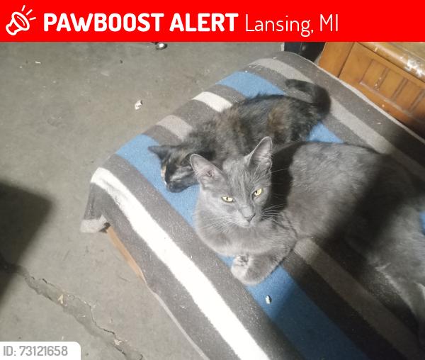 Lost Female Cat last seen MLK & Grand river lansing, Lansing, MI 48906