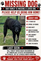 Reunited Male Dog last seen Tall Forest & Craigwood Ln - Timberlakes ests neighborhood, Cypress, TX 77429