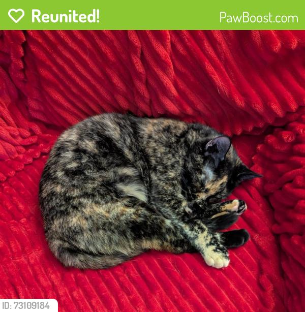 Reunited Female Cat last seen Denny Road, Beaverton, OR 97008