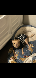 Lost Male Dog last seen Near north imperial dr, Austin, TX 78724