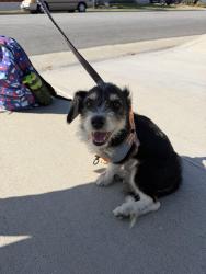 Found/Stray Male Dog last seen On Alderdale Ave, between Lakeview and Tustin, Anaheim, CA 92807