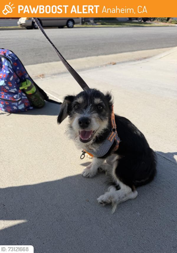 Found/Stray Male Dog last seen On Alderdale Ave, between Lakeview and Tustin, Anaheim, CA 92807