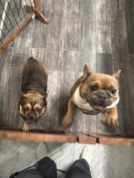 Found/Stray Female Dog last seen La Cadena, Riverside, CA 92501